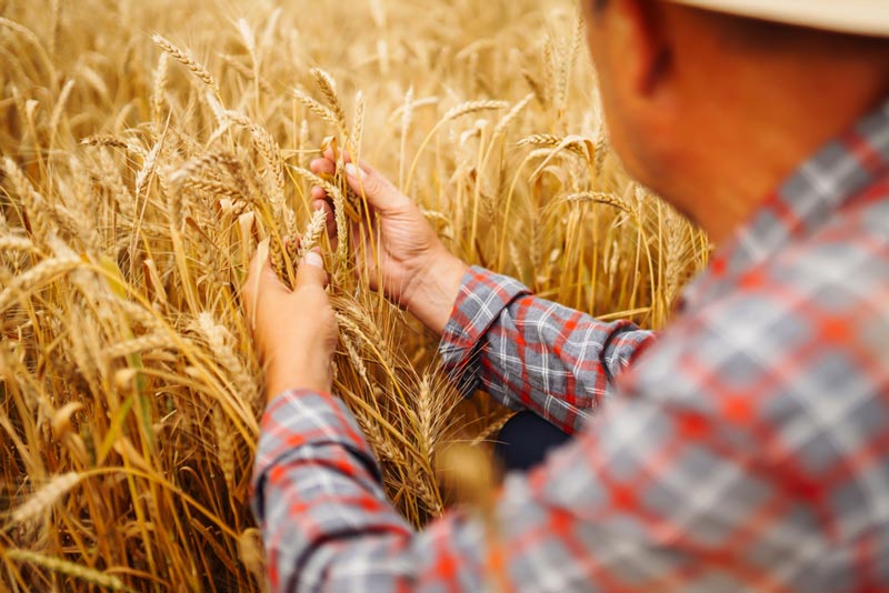 Landwirtschaft