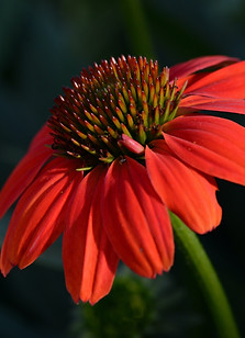 Echinacea purpurea (Roter Sonnenhut)