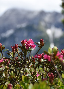 Alpenrose (Rhododendron ferrugineum)