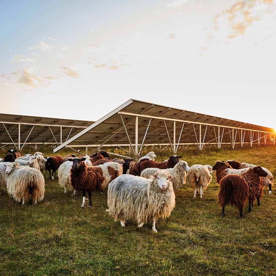 Agri-Photovoltaik mit Weidenutzung