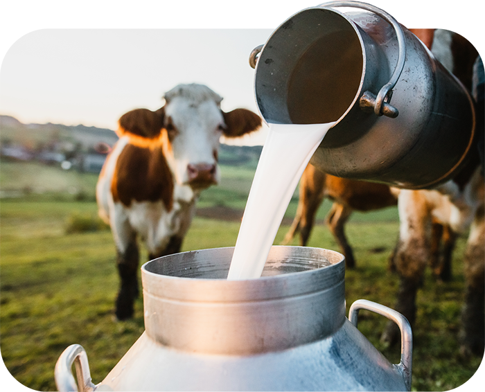Colostrum Gewinnung