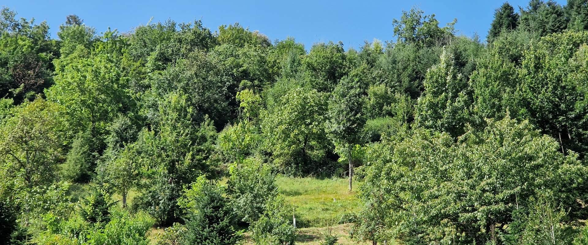 Biotope forest & PV system