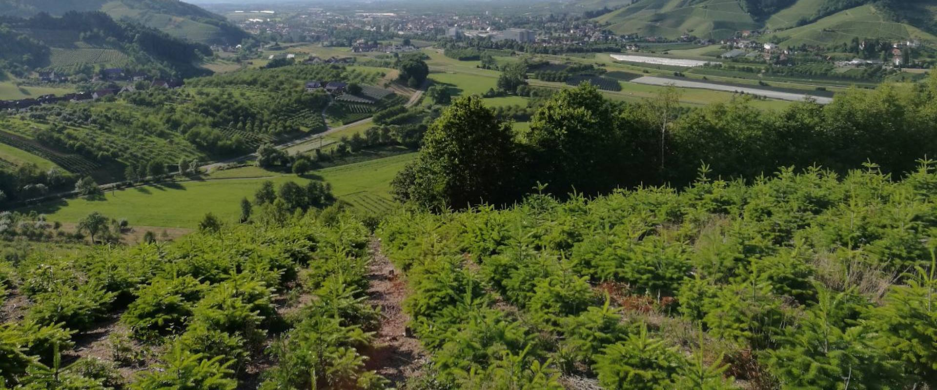 Christmas trees from own cultivation