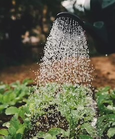 Gartenbewässerung mit Regenwasser