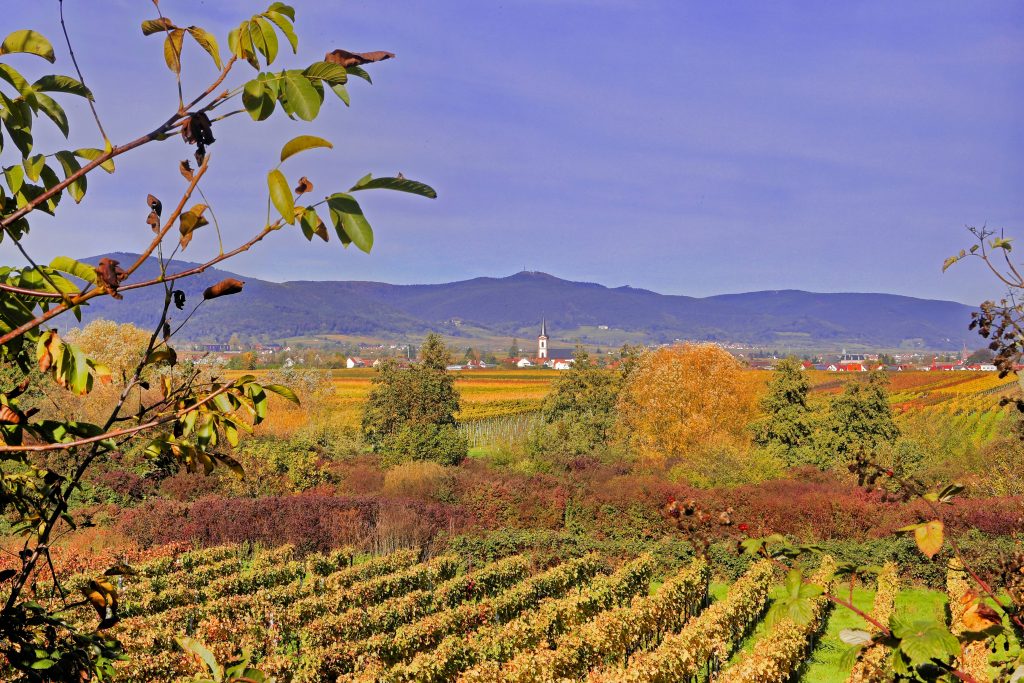 Weingut-Impression