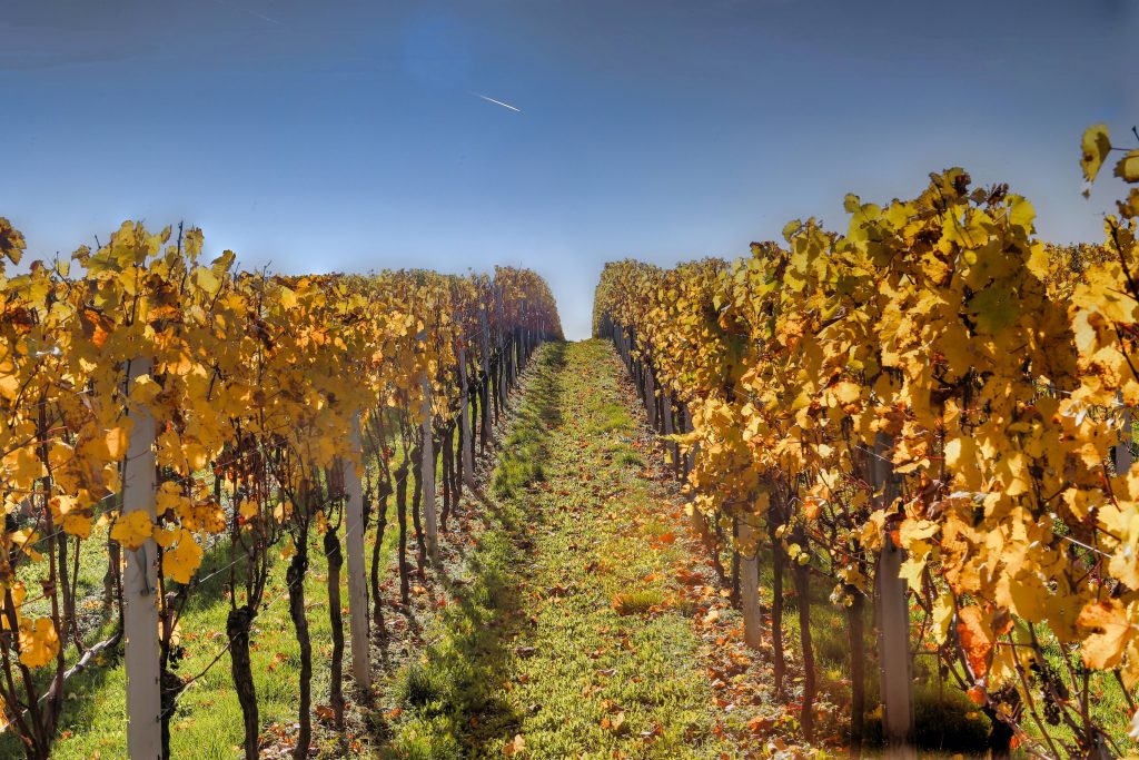 Weingut-Impression