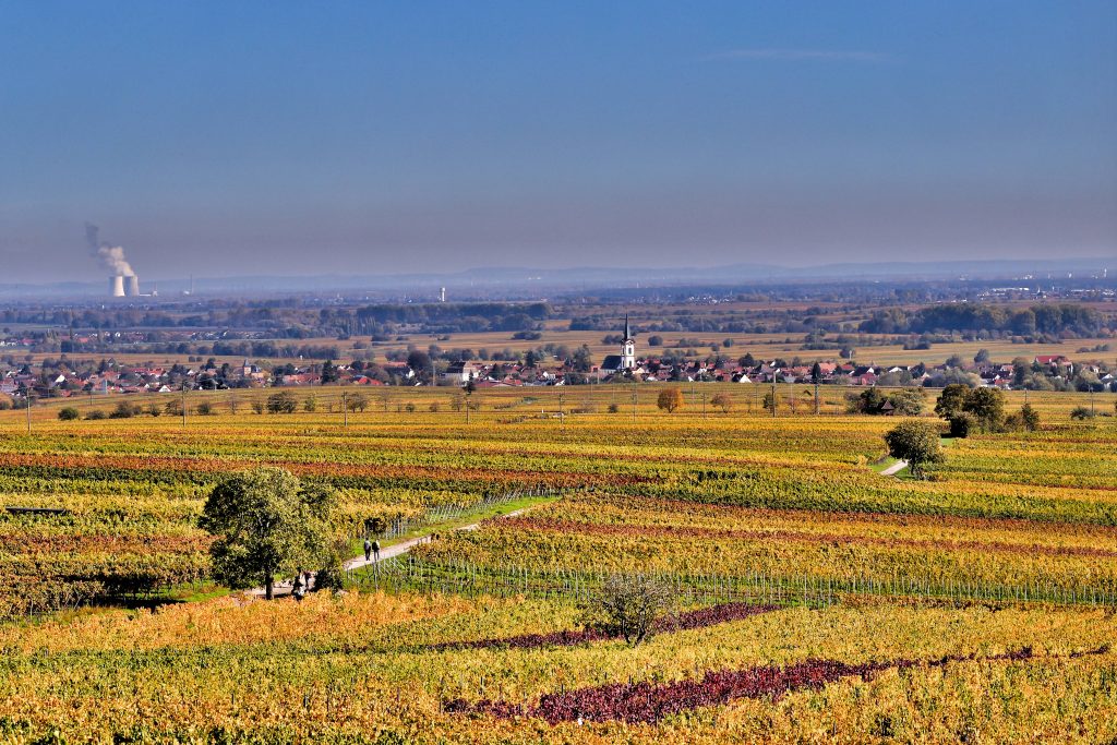Weingut-Impression