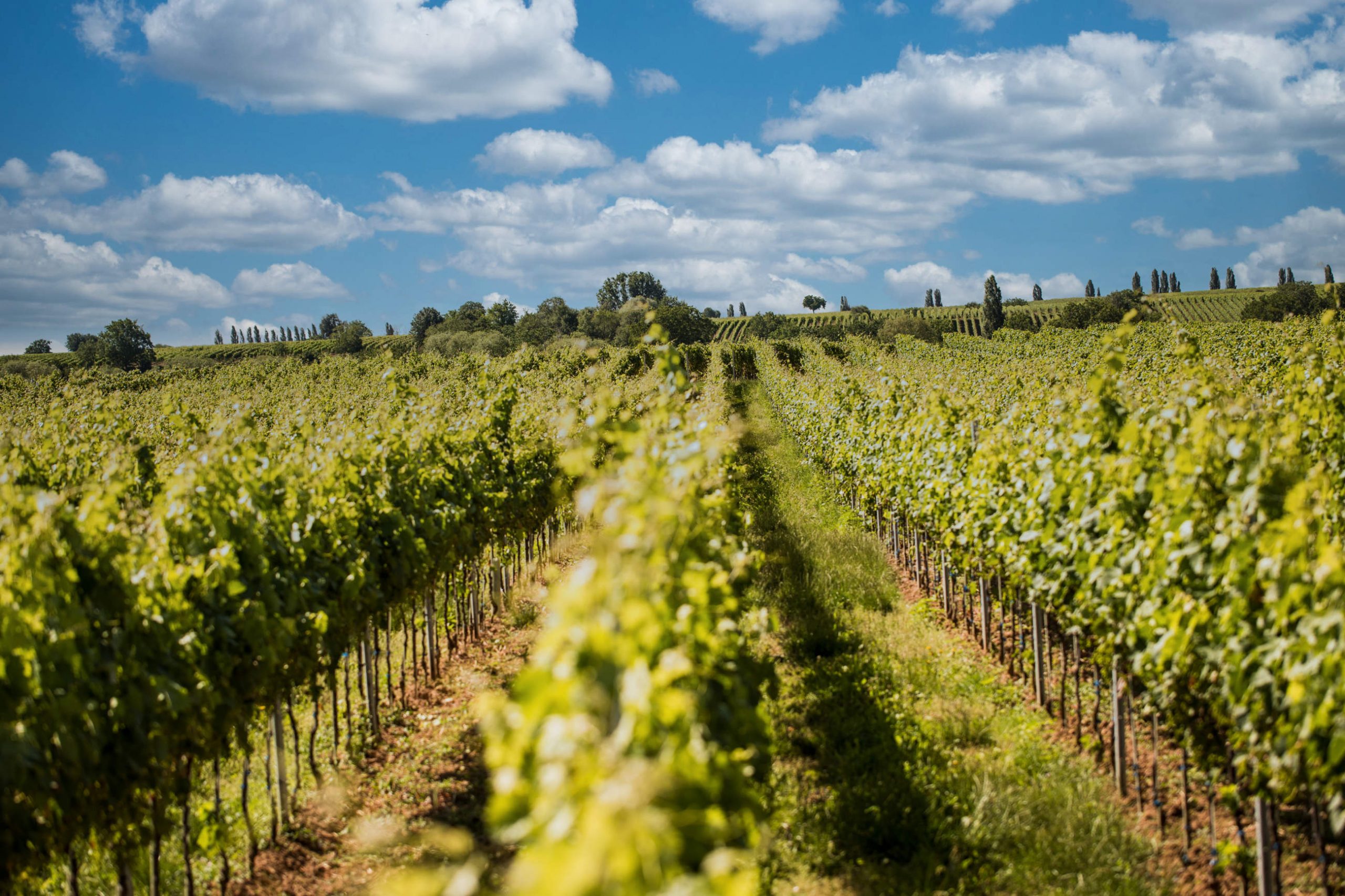 Weingut Anselmann – Fertigung