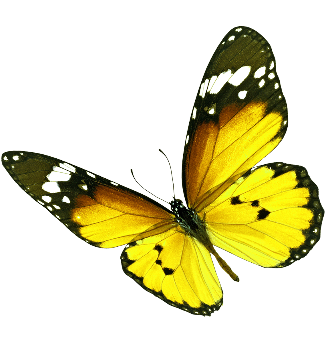 Schmetterling – Symbol der Projektentwicklung bei imoberdorf