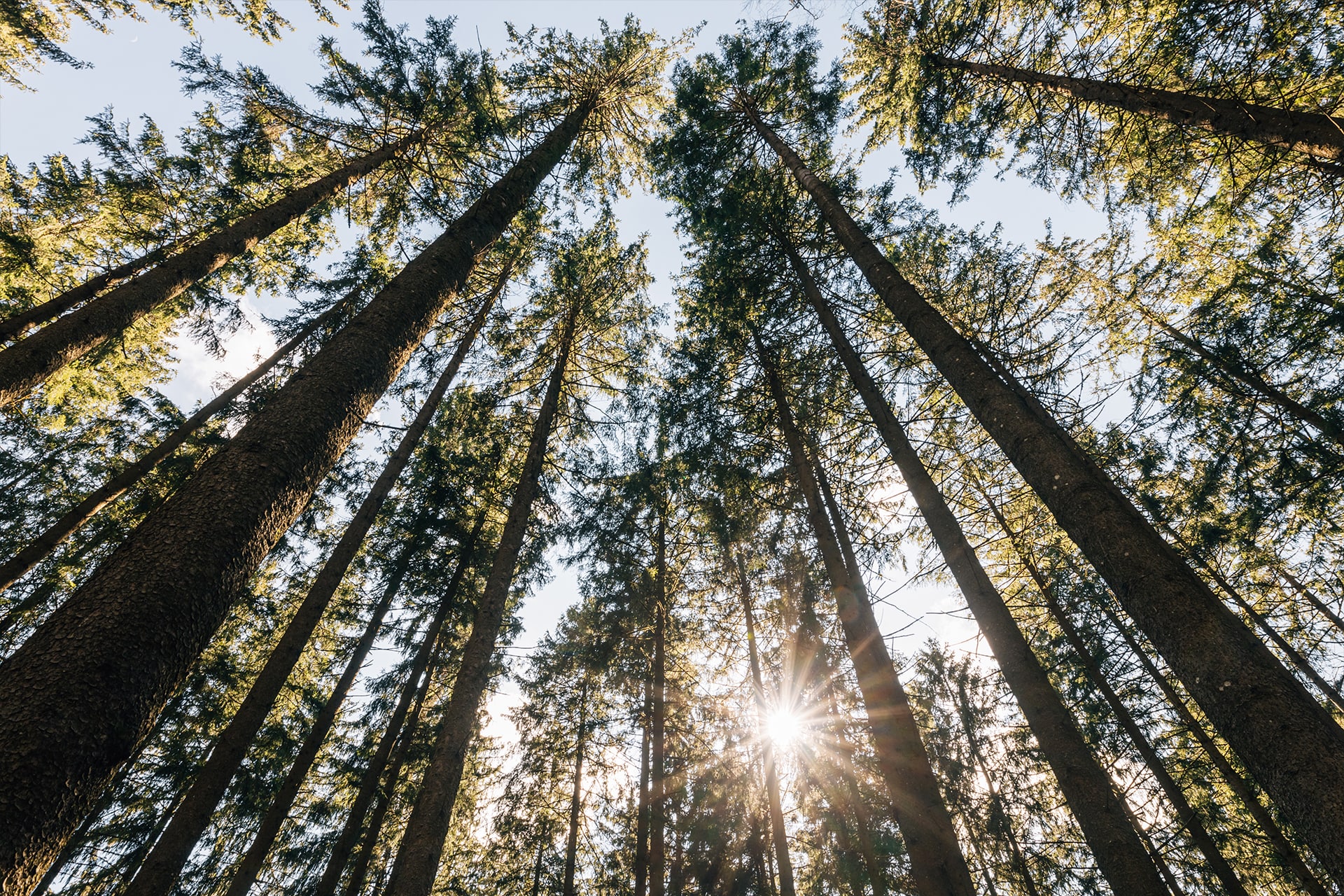 Rundholzeinkauf von Waldbesitzern