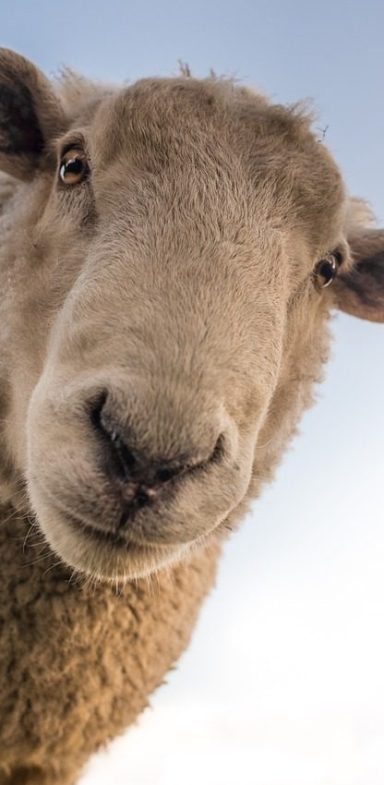 Sustainable origin – natural casing from sheep