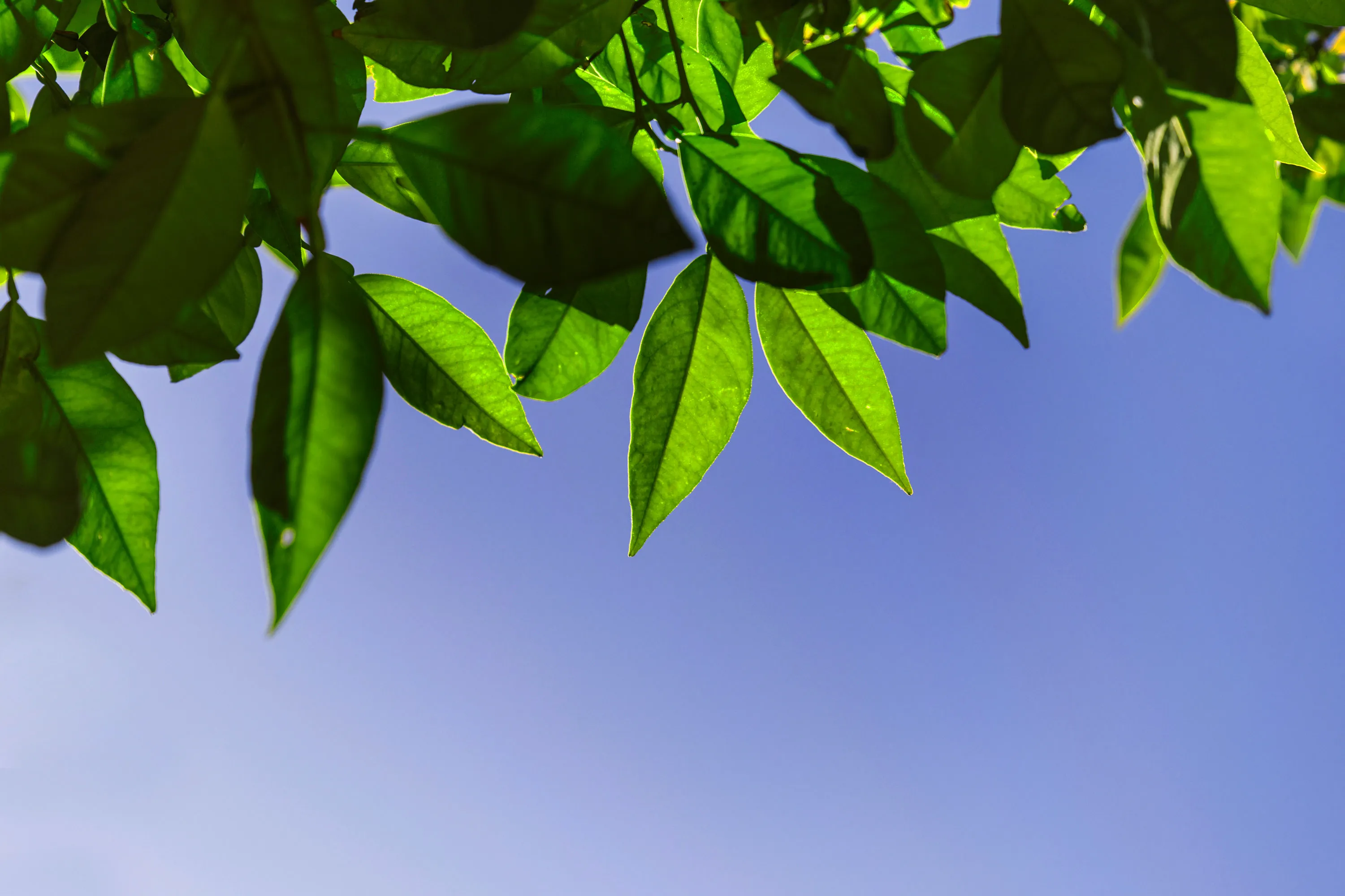ecotrii – nachhaltige Begrünung