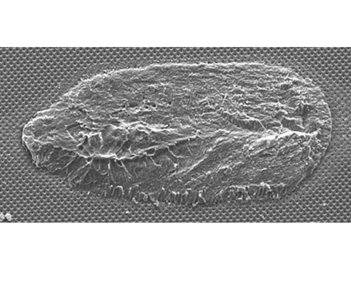 Applikation Bondscience
