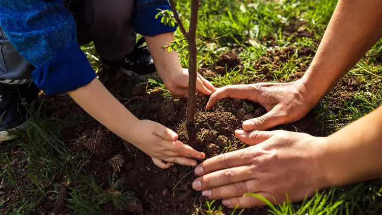 Nachhaltigkeitsaktion: gemeinschaftliches Baumpflanzen
