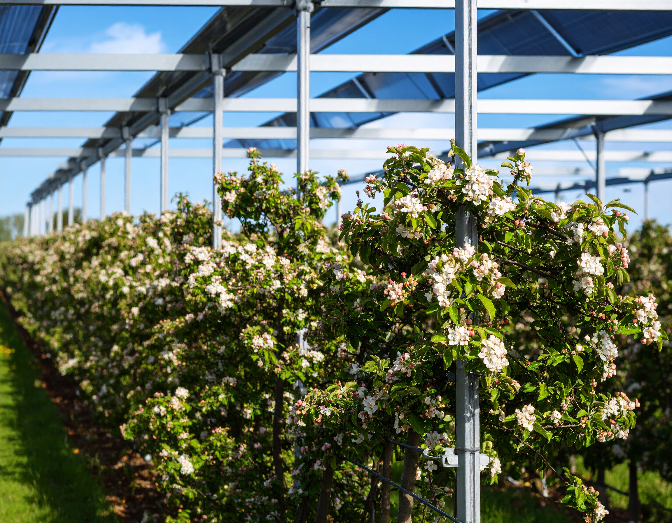 Agri-PV over specialty crops