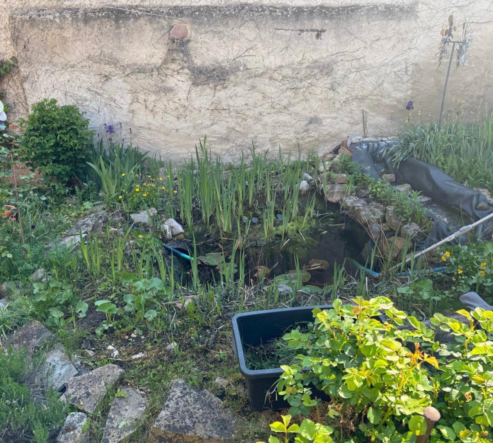 Teich vor der Reinigung