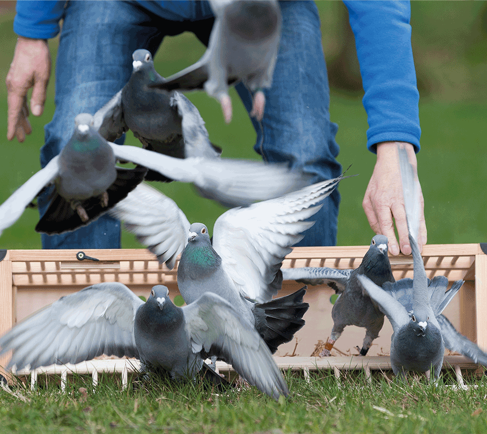 Pigeon feed mixture