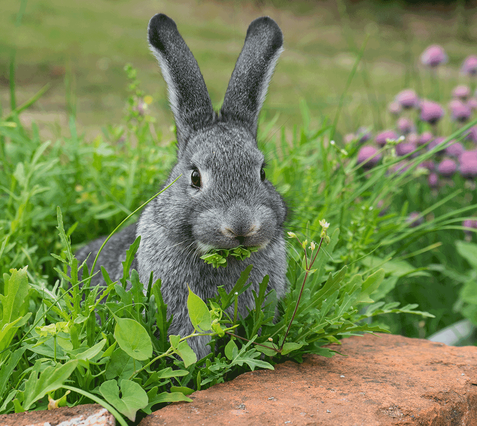 Rabbit & rodent feed