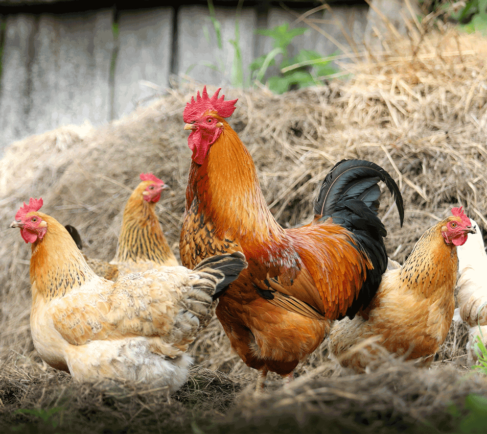 Poultry feed