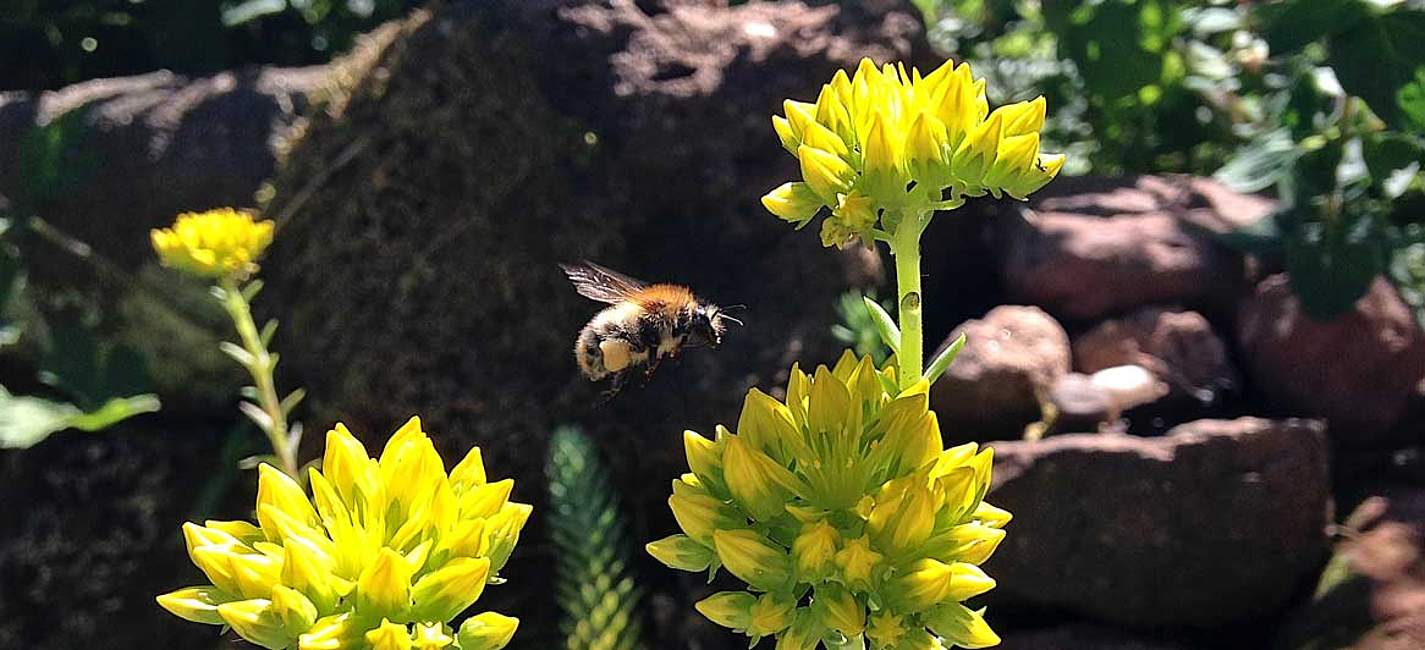 Sedumhummel (Nützling)
