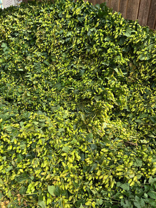Biohopfen Typ 90