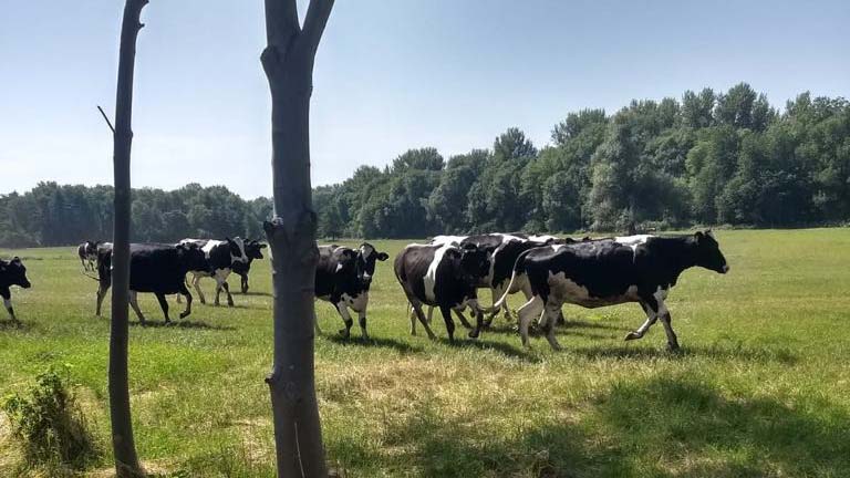 Weideland der Hof Pfaffendorf Molkerei