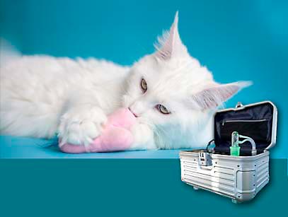 Vet-Stream (Dermovitalisator für Tiere)