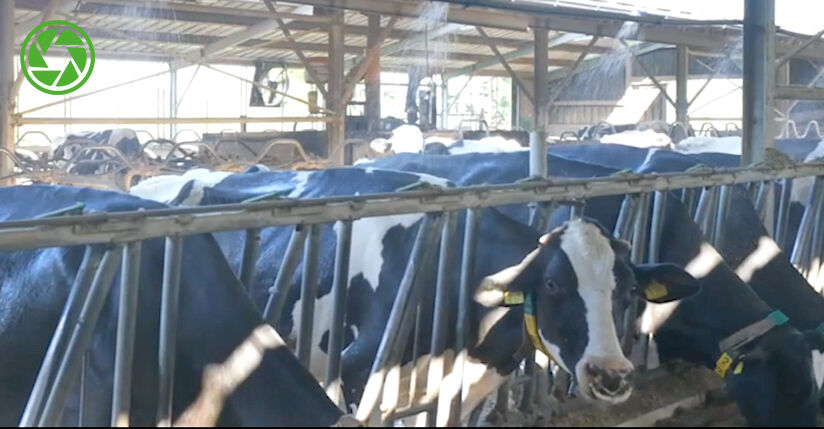 CowCool Düse für Kuhduschen in der Agrartechnik