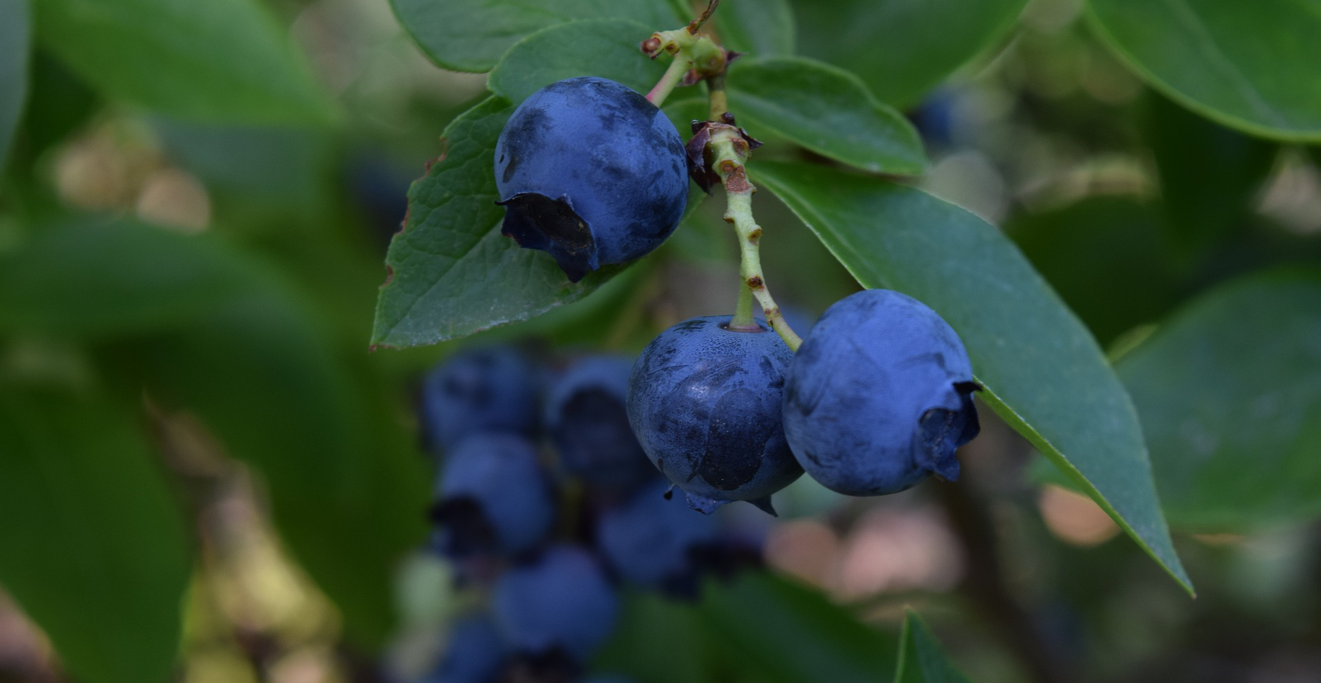 Getrocknete Heidelbeeren