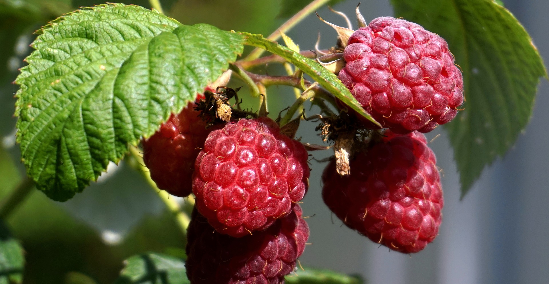 Getrocknete Himbeeren