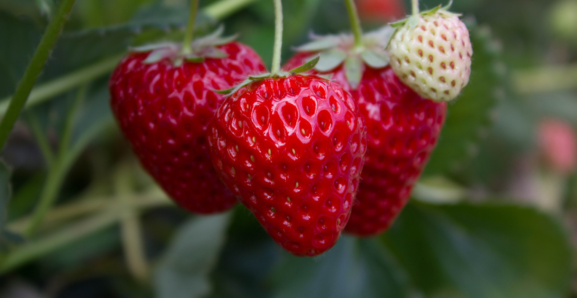 Getrocknete Erdbeeren