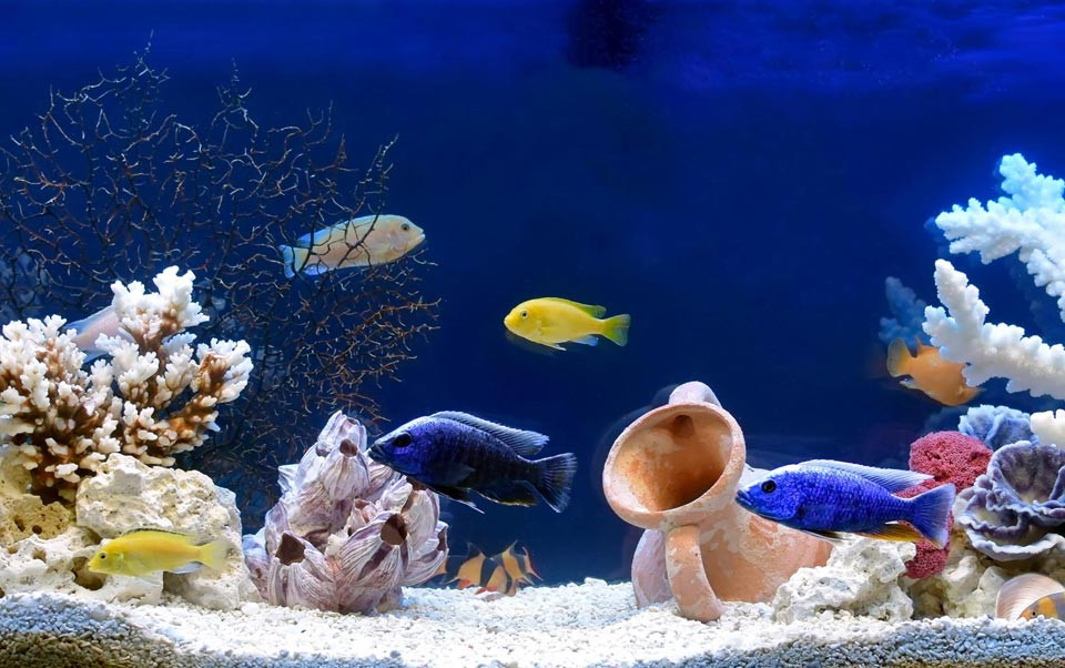 Meerwasseraquaristik