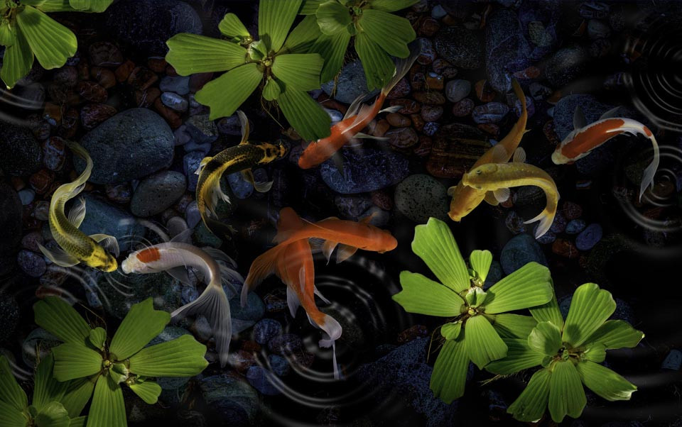 Gartenteich & Koi