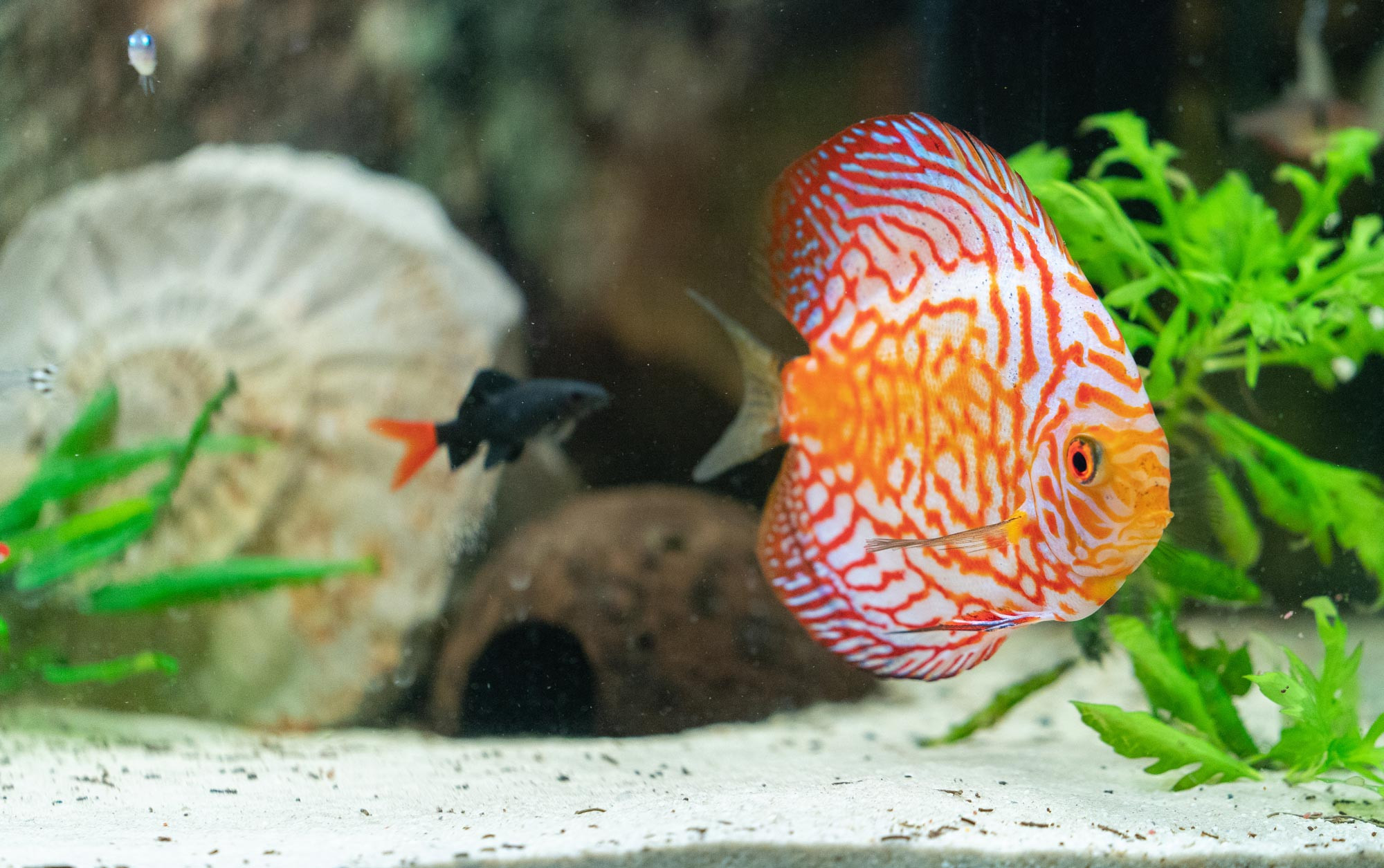 Süßwasseraquaristik