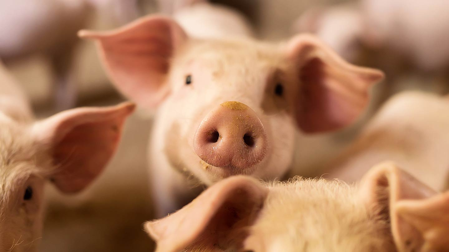 Schweinehaltung