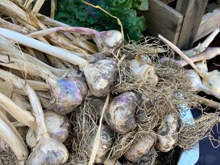 Knoblauch