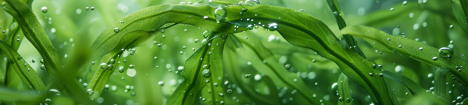 GreenFoilNature – Fertigung