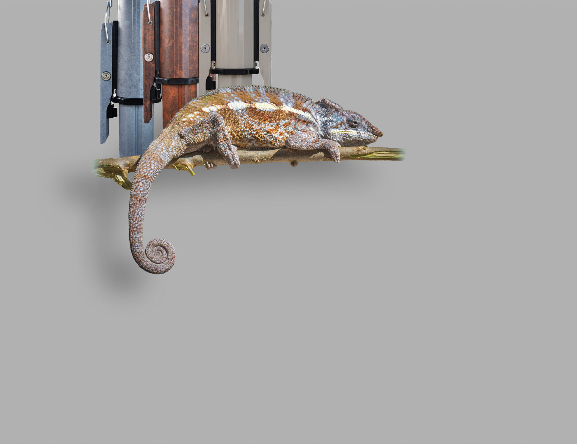 Jumbrella / Chameleon