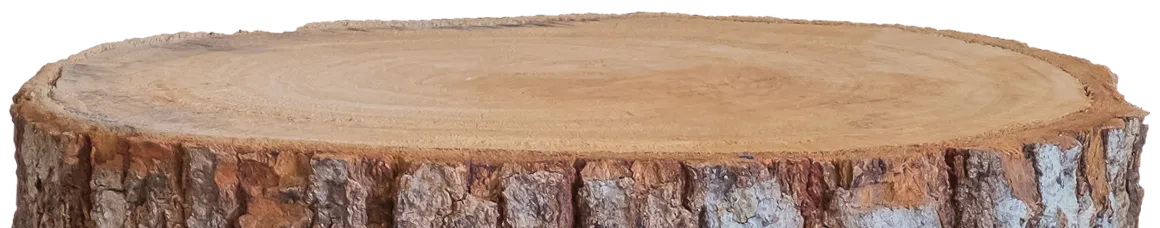 Pyraser Baumstamm