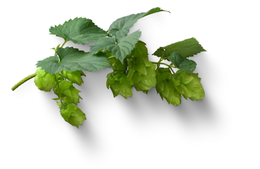 Pyraser Hopfen