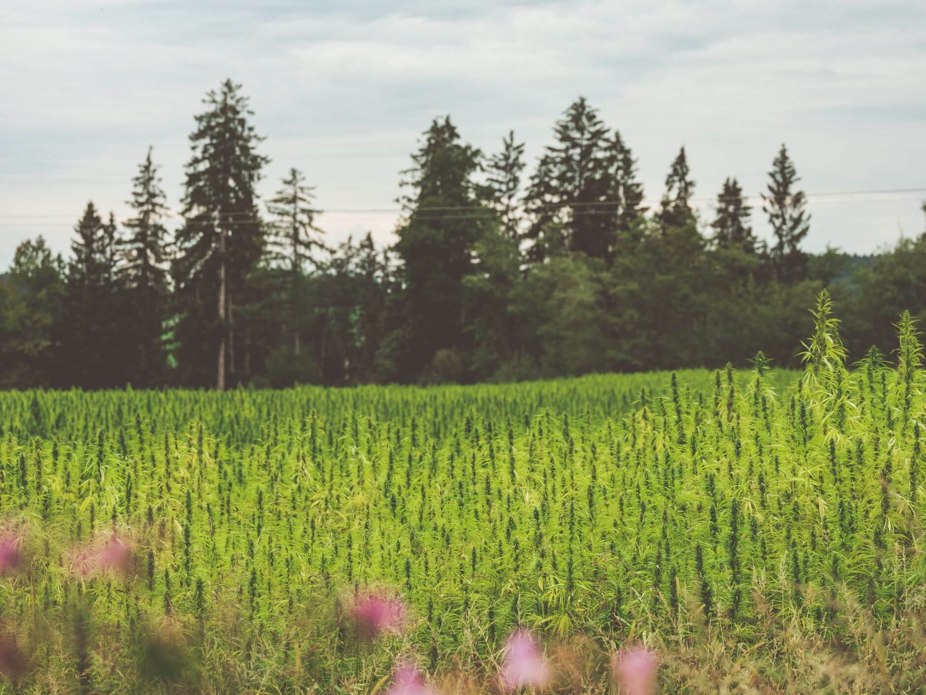 Hanfplantage im Allgäu mit Nadelwald im Hintergrund
