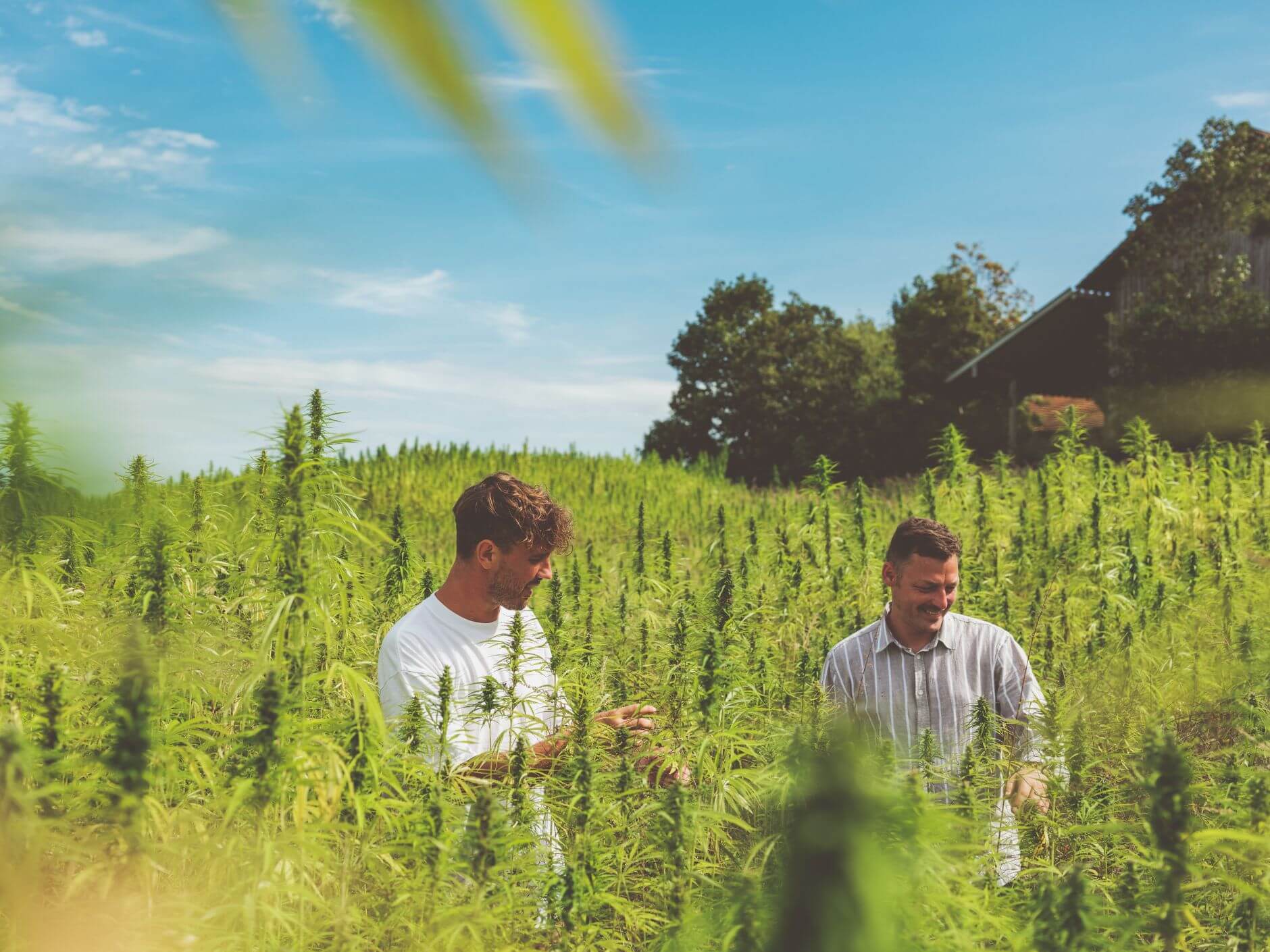Die Gründer Daniel und Wolfgang in der Hanf-Plantage