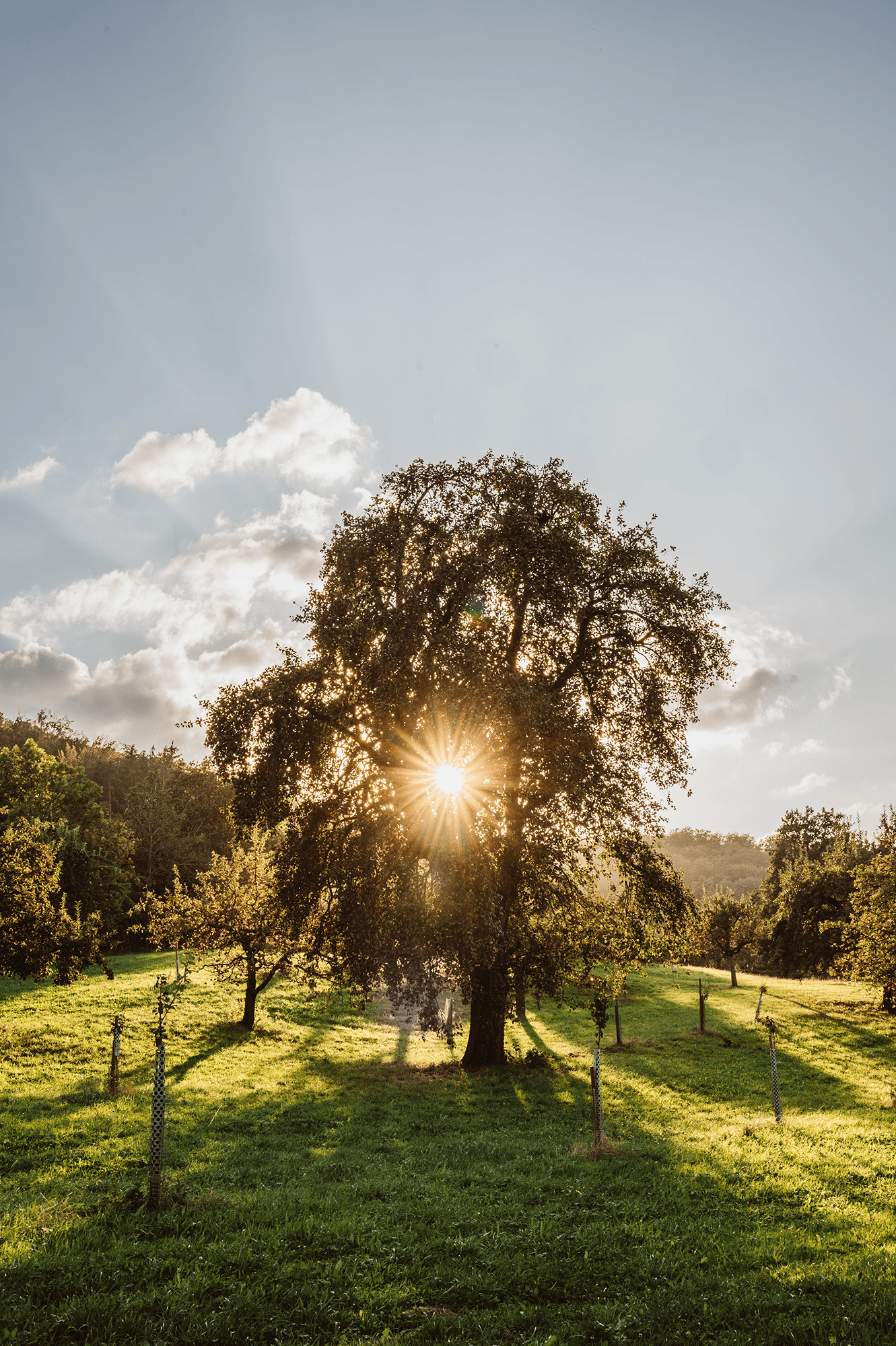 Streuobstbaum der Manufaktur