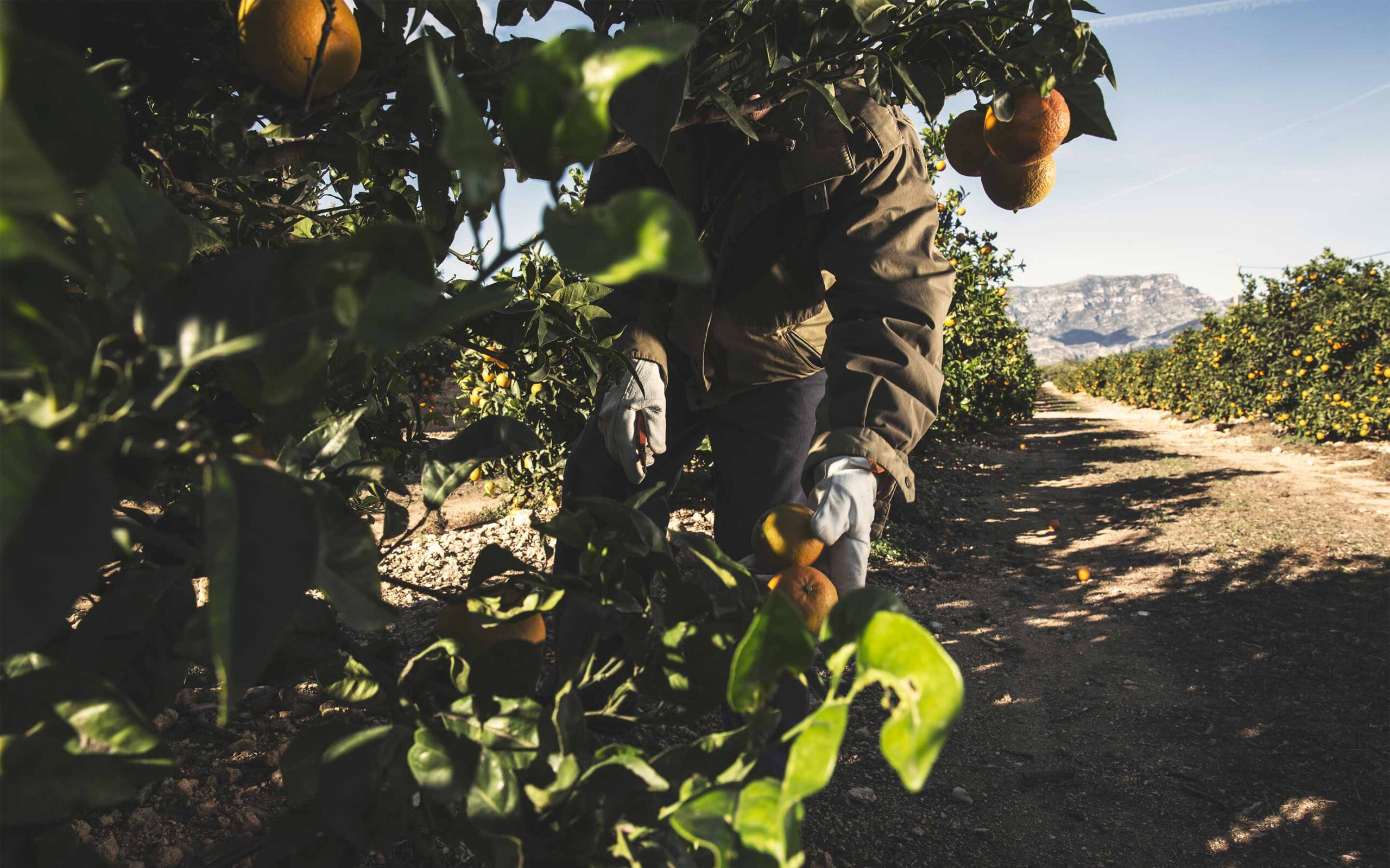 Frutas Naturales Orangen