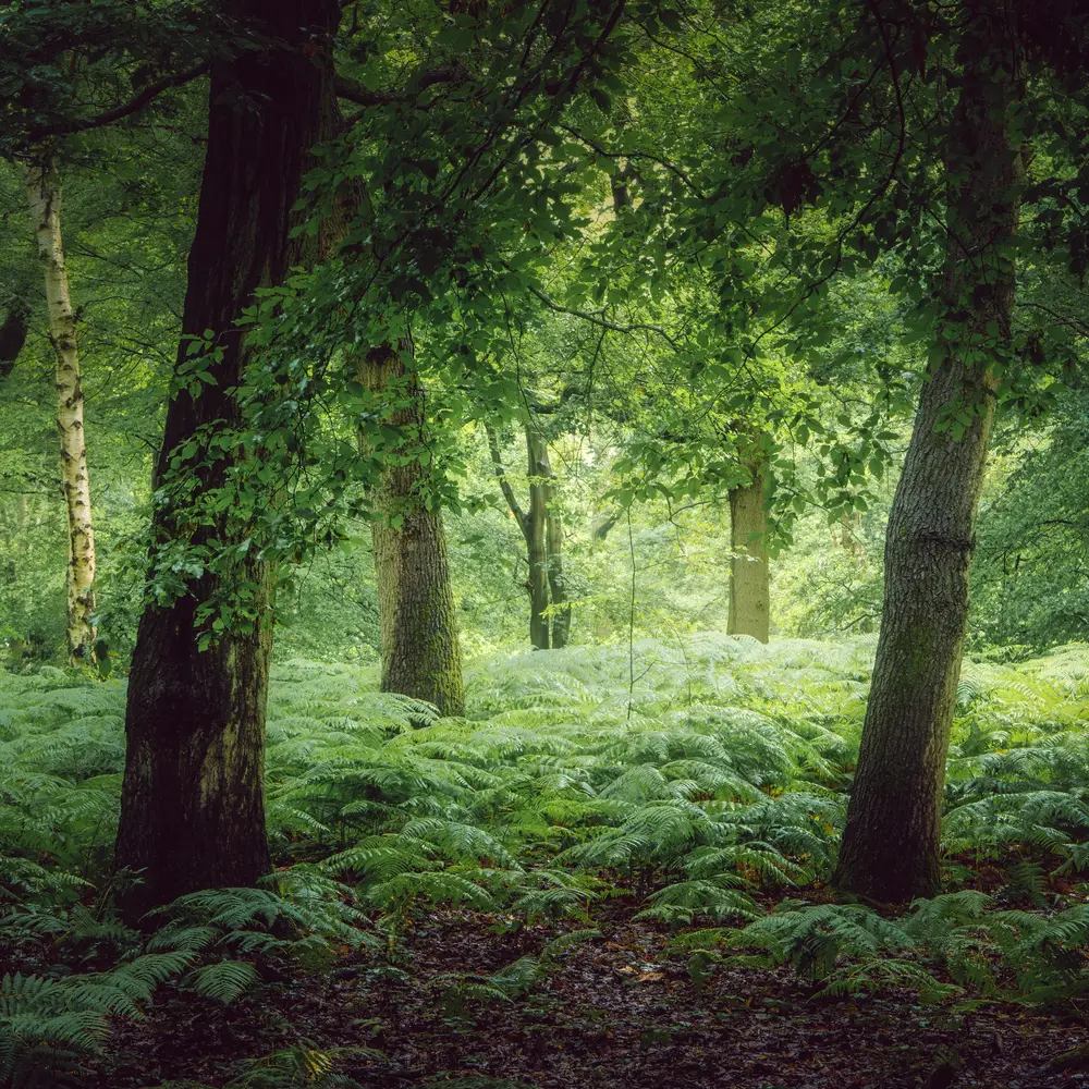Nachhaltigkeit – Waldlichtung