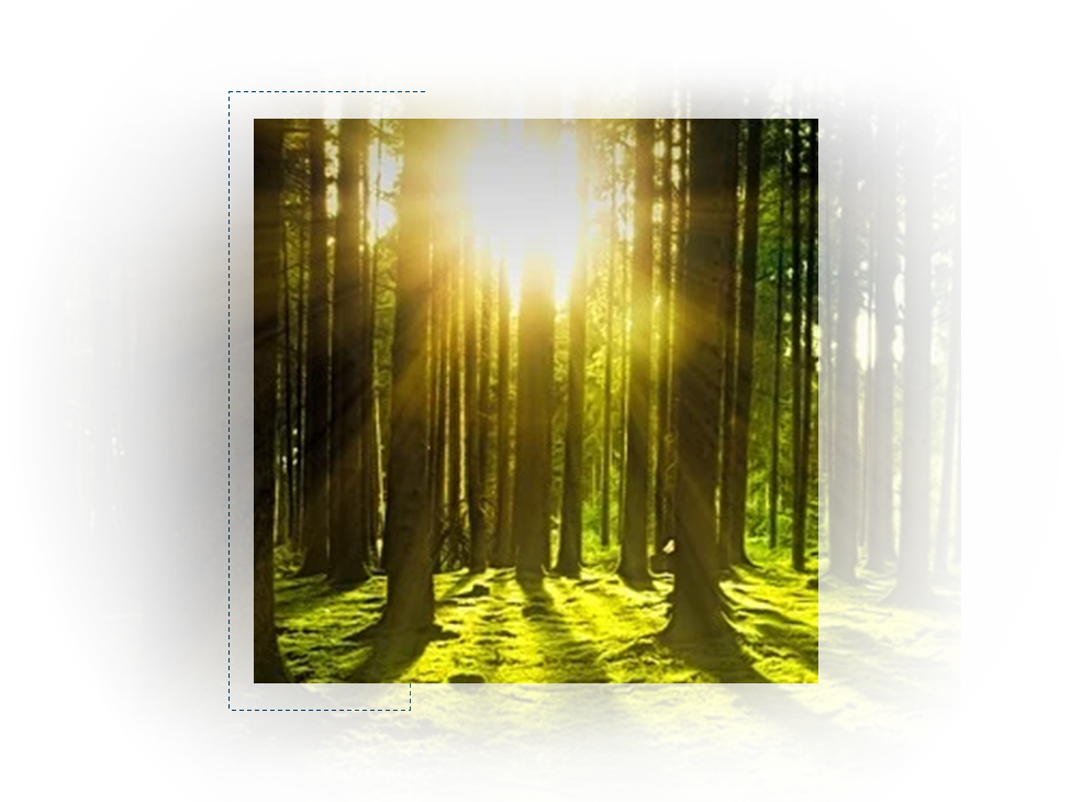 Nachhaltigkeit – Wald mit Sonneneinstrahlung