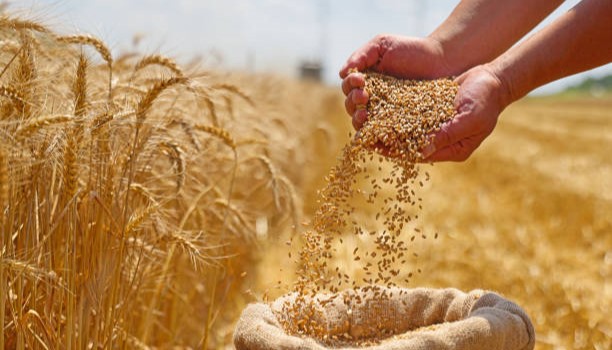Tierfutter & Landwirtschaft