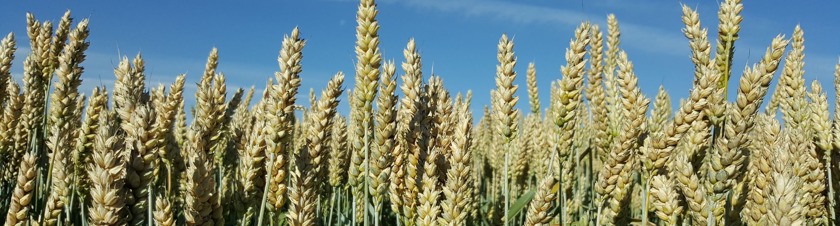 Triticale, halbreif
