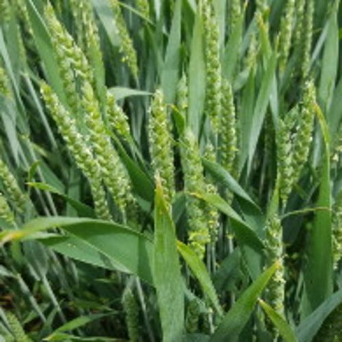 Wintertriticale