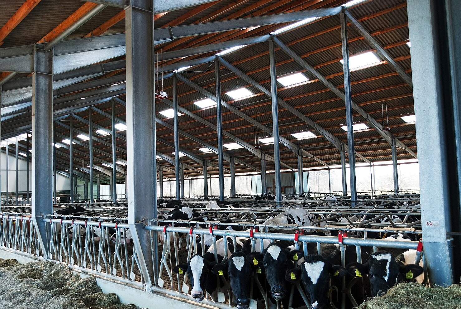 Boxenlaufstall in Stahlbauweise, Bawinkel